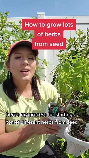 Easy Steps to Start a Variety of Herbs from Seeds
