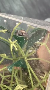 Part 1 #jumpingspiders #spiders | Spider Facts