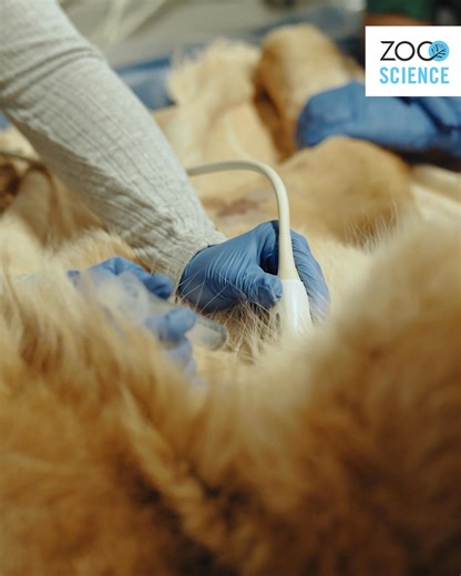 Wil jij eens binnenkijken in het hoofd van een Indische leeuw? 🤯🦁 Dat kan! Onze jonge leeuw Yarzar kreeg onlangs een uitgebreid medisch onderzoek, inclusief een CT- en MRI-scan. Een leeuw onder de scanner, dat gebeurt niet elke dag! Het onderzoek werd uitgevoerd omdat zijn zus Yade een neurologische aandoening had, ataxie, en we er zeker van wilden zijn dat bij Yarzar alles in orde is. Hij vertoonde geen symptomen, maar de gezondheid van onze dieren staat altijd voorop. 💚 Dit onderzoek is nie