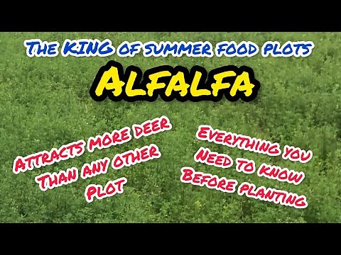 How to plant a alfalfa food plot for whitetail deer hunting. #deer #deerhunting #diy #outdoors #plot