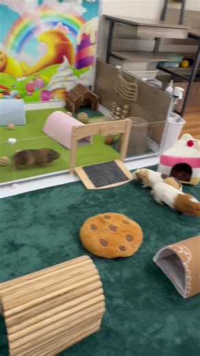 Come with me… #fyp #guineapigsoftiktok