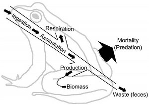 Energy flow (ecology) - Alchetron, The Free Social Encyclopedia