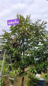 Pruning the main branches of a #durian tree.