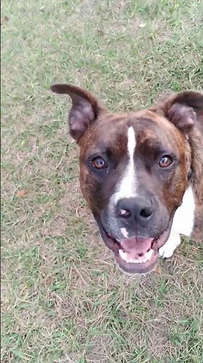 this is how my Dog Doger🐶 Catches his Ball!! #funnypuppy #cutealert #puppylove #dogsplaying