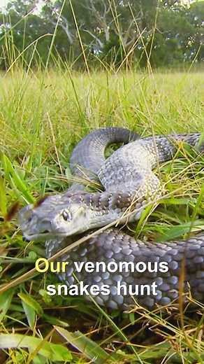 Why are there so many venomous snakes in Australia? 🇦🇺 | Untamed