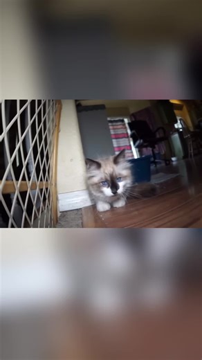 Shelby the Lab Meets Random Kitten in Hilarious Encounter