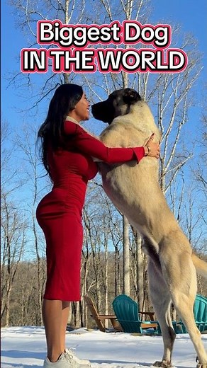 300 POUNDS at 7 MONTH. This dog will become a GIANT. #heartofadog #kangal #dog #worldrecord #doglife