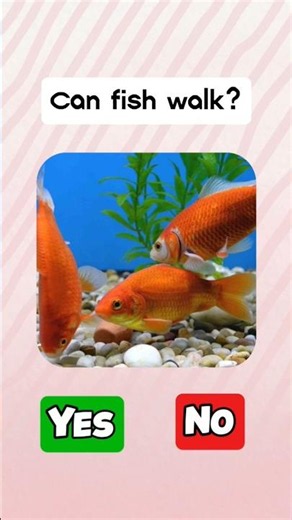can fish walk #cat #catvideo #usa #quiz
