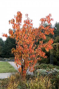 Prunus serrulata 'Amanogawa'