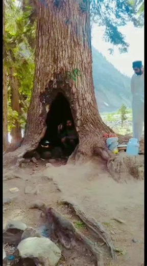 Exploring Hollow Trees in Natural Outdoor Settings