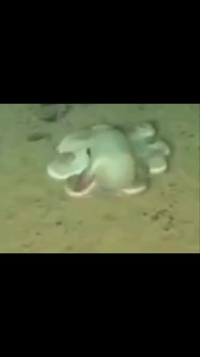 a ram sam sam Spinning Octopus - day 55 Pulpo Girando - día 55 #shitpost #fyp #meme #meme #octopus #dumbooctopus #aramsamsam #kidsoftiktok #dance