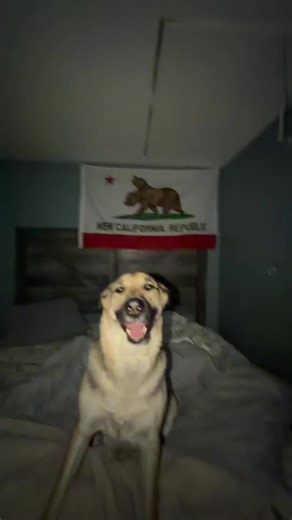 stinkyshlawg (@stinkyshlawg)’s videos with original sound - eon