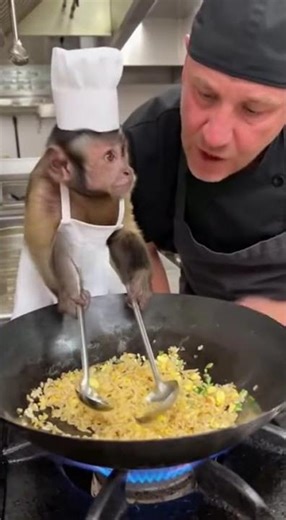 Can a MONKEY CHEF REALLY COOK Better Than You?