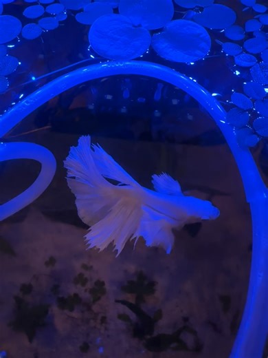 Bubble is Just like Nemo one fin is bigger #bettatok#plantedaquarium#fishtok#fyp