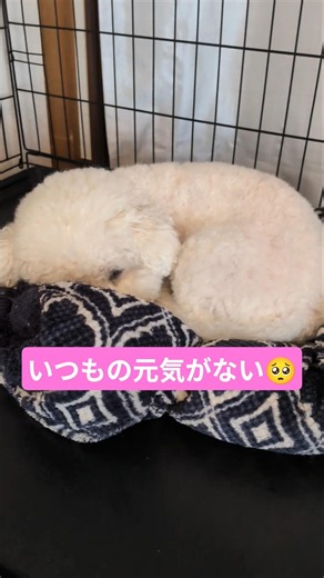 お嬢、いつもの元気がない…#ビションフリーゼ #トイプードル #スタンダードプードル #多頭飼い #犬のいる生活 #可愛い #癒し #犬動画 #犬 #3わんず #もふもふ