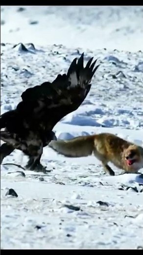 Golden Eagle vs Fox | Epic Battle in the Snow#GoldenEagle #FoxVsEagle #WildlifeDocumentary #wildlife