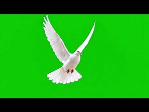 FREE Download | Dove Flying Animation 4K | Green Screen | SFX | Chroma Key Effect
