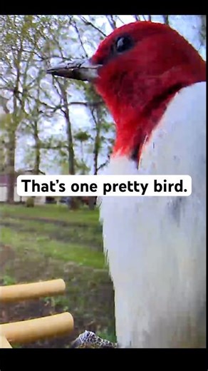 Super Close Up Red-Headed Woodpecker