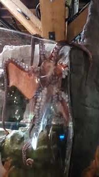 Octopus escaping the tank at Seattle aquarium on 2019-05-26