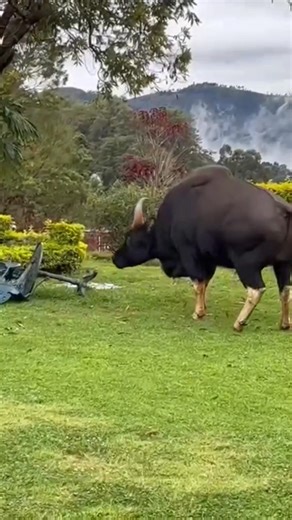 "​Nature's majestic giant" | Coonoor