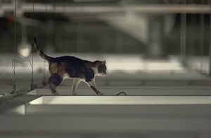 Putting 100 cats into an IKEA store.