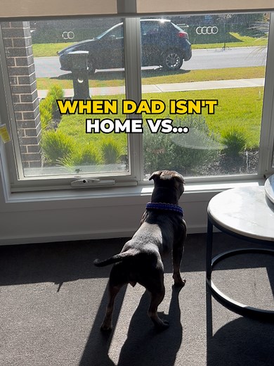 Heartwarming Moment: Dad Comes Home to Excited Dog