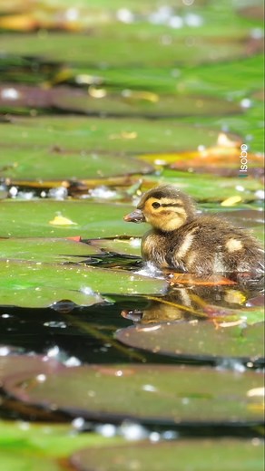 Ducklings can swim almost immediately when born, although not always successfully! They can often struggle as they are yet to grow feathers containing the oil that keeps them afloat. But don't worry; their mother often covers them with her waterproofing oils so they can swim more safely until they are older. #EarthCapture by @isobo via Instagram | BBC Earth