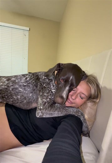 You can not get any closer ma’am🤣💖 #gsp #dogvideos