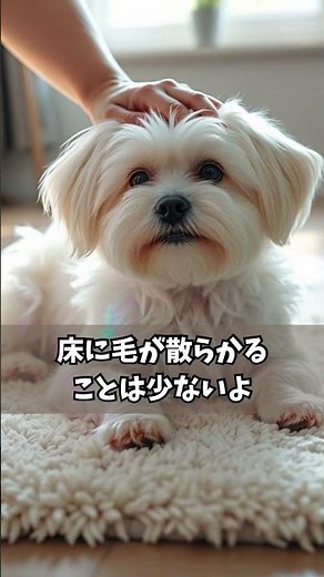毛が抜けにくい犬種5選VOICEVOX:四国めたん#犬の健康#犬との生活#愛犬#ポメラニアン#毛が抜けにくい犬種
