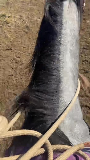 16 reactions | Training exercising and working horses. I’m so excited to see where this opportunity takes me. It’s all in God‘s hands his plan Thank You God for all you do for me Amen. #GloryToGod #horsetraining (“ Also I do not own the rights to the song but I do love this song “) | Destiny Matthews | Facebook