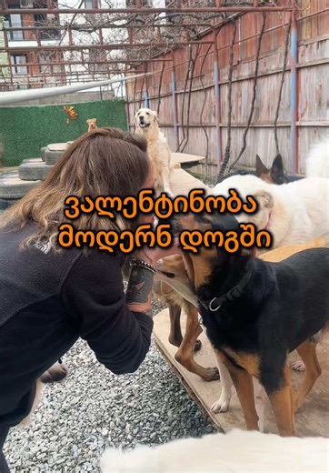 მოდერნ ვალენტინობა ♥️ ჩვენთან ყოველი დღე სიყვარულის დღეა 🤗