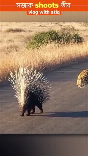 Porcupine Quill Shooting: Amazing Animal Defense Mechanism