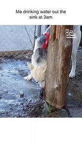 Drink up, buddy! 💦🐶🥰 #Dogs #Funny #FunnyDog #DogParents To license content found in this video, email licensing@jukinmedia.com | The Pet Collective