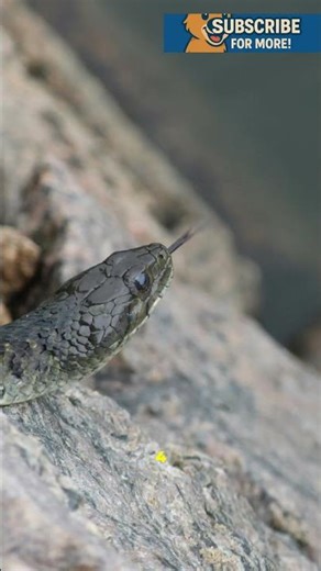 5 Hilarious Mudskipper Facts That Will Blow Your Mind! 🐟➡️🐸 #shorts