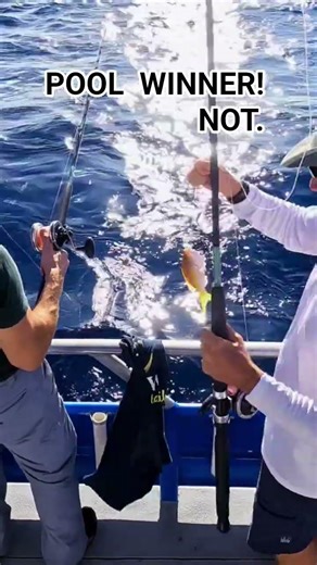 It's NOT the pool winning fish!