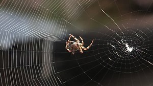 Garden Spider Spinning Web Stock Footage Video (100% Royalty-free) 1022162104 | Shutterstock