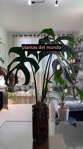 Como plantar una planta conmigo, nadie puede hacerlo con solo una bola de arcilla expandida y agua #exito | Plantas del mundos