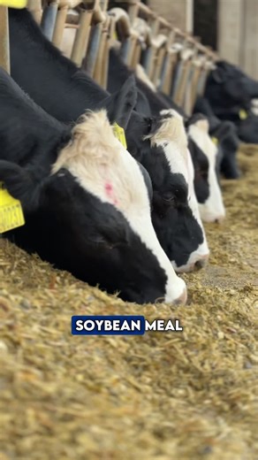 This farm in Brazil has achieved over 20,000 liters of milk per day with a single diet and treated manure bedding, increasing milk solids and feed efficiency. 🐄 The secret? Well-executed nutritional management, precise silage control, and a focus on true animal comfort. 🤩 It is possible to transform well-performed basics into high-impact technical results. 👉 Share with that technical colleague or producer who needs to see what is possible to achieve with good decisions in the field. #dairy #c