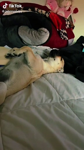 Adorable Pug Mix Puppy: Meet the BoxAPug Poxer!