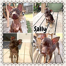Saylorsburg, PA - Chihuahua. Meet Sally a Pet for Adoption - AdoptaPet.com