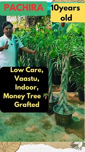 Pachira Aquatica: The Ultimate Money Tree for Prosperity & Vastu Magic!" Discover the secrets of Pachira aquatica, also known as the Money Tree! 🌿 Learn how this beautiful plant can enhance your space and attract prosperity according to Vastu Shastra. Perfect for your home or office, this guide covers care tips, benefits, and more! Shri Sai Nursery - Amogh Gupta 9711111727 & 8527660045 Church Road, Vasant Kunj https://maps.app.goo.gl/CW6dfJeJGbH9TGfs7 #MoneyTree #PachiraAquatica #Vastu #PlantCa