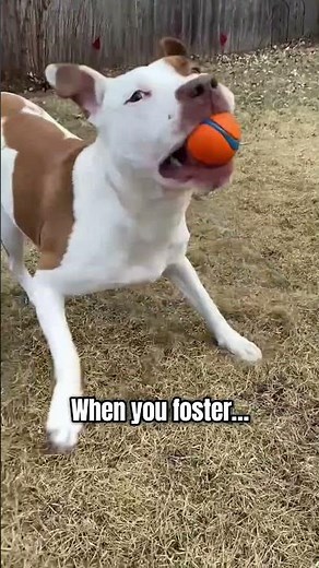 Thinking about fostering a dog? Here’s how it works 🐾