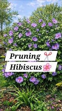 Pruning Hibiscus 🌺 #gardeningtips #pruning #Hibiscus