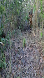 life in jungle - Eels bees #Part1 #primitive #building #chef #love #reels #friende #cooking #followers #cheflife #food #like | Quant-Amber TH