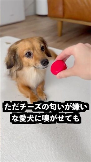 This cheese tastes awful if you eat it the wrong way, and it’s way too difficult!