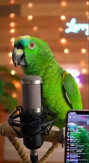 Larry the Talking Parrot Singing to His Fans | Funny & Adorable Parrot Performance