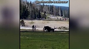 Video shows bison injuring man at Yellowstone National Park
