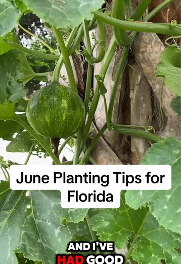 June Florida Gardening: Heat-Tolerant Vegetables & Fruits Guide