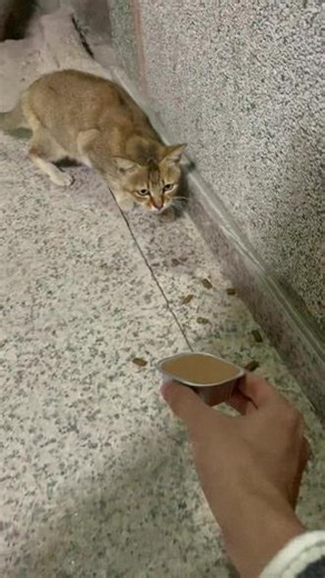 试着学一下MC里靠近小猫的方法#猫咪 #我的世界 #流浪猫 #哈基米