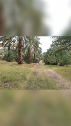 From humble beginnings in 1920, a date palm oasis has blossomed in the desert. See how one family transformed the landscape, creating a breathtaking farm that's open to the public. It's a truly unique sight! #DatePalms #DesertOasis #CaliforniaFarms #Travel #UniquePlaces | Weekend Escapades